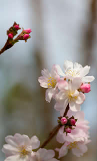 Prunus subhirtella ‘Autumnalis’